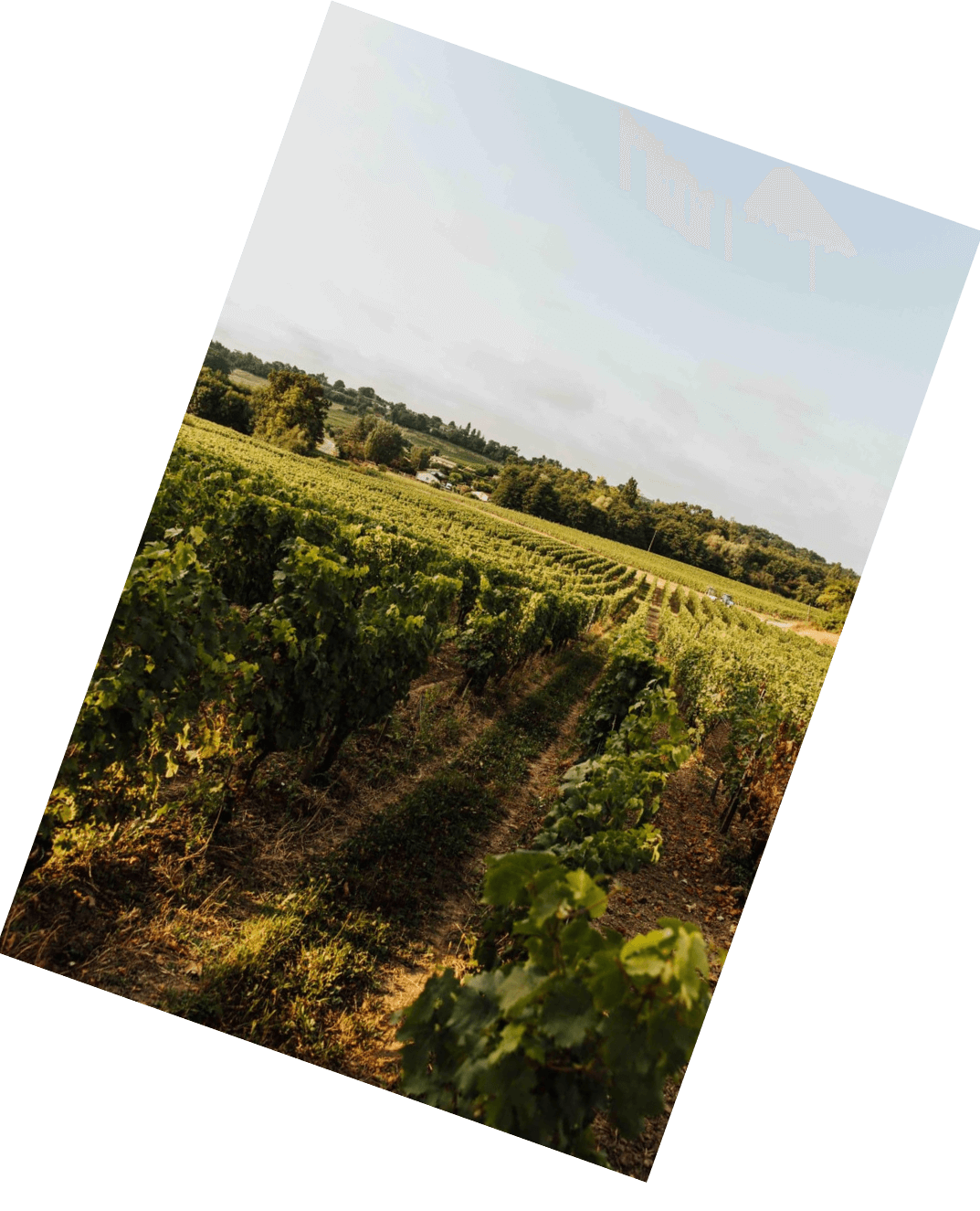 Vinification